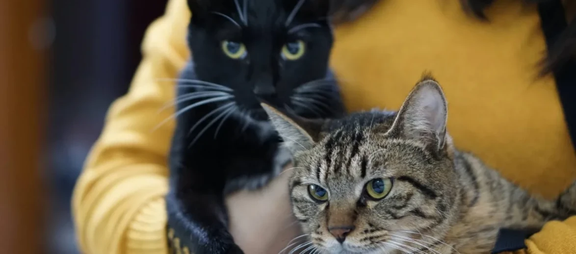 Kedilerdeki Genetik Benzerlikler Kanser Tedavisinde Yeni Umutlar Sunuyor Mu?