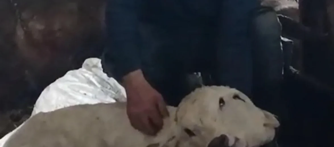 Çift başlı buzağı Erzurum'da dünyaya geldi, hayvancılıkta nadir bir olay mı?