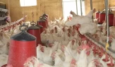 30 Tavukla Başladı, 1.700 Tavuğa Ulaştı: Bölgeye Örnek Oluyor
