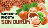 11 Şubat 2026'da Samsun Fındık Fiyatları Ne Durumda?