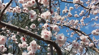 Mut ilçesinde kayısı ağaçları baharın müjdesini nasıl veriyor?