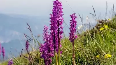 Trabzon'da Salep Gölgesi Yeni Bir Kazanç Kapısı Olarak Yükselişte: Yüksek Talep ile Kilosu 1500 TL'ye Ulaşıyor!