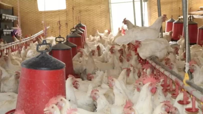 30 Tavukla Başladı, 1.700 Tavuğa Ulaştı: Bölgeye Örnek Oluyor