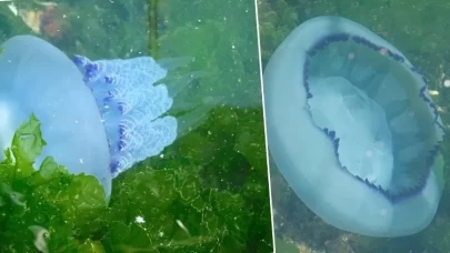 Gemlik Körfezi'nde Denizanası Yoğunluğu Artıyor: Marmara Denizi Zor Durumda