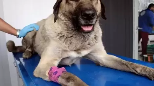 Sokak Köpeklerinin Kısırlaştırılmasıyla Üreme Sorunu Çözülecek