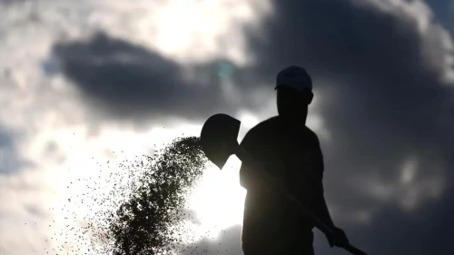 Pirinçte 988 Bin Ton Rekolte Bekleniyor