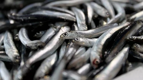 Trabzon'da Hamsi Fiyatları 100 Lira ile Satışta