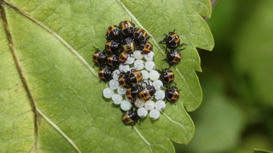 Tarım Bakanlığı, Ekosistemi Koruma Amaçlı İstilacı Türler Listesi Oluşturdu Mu?