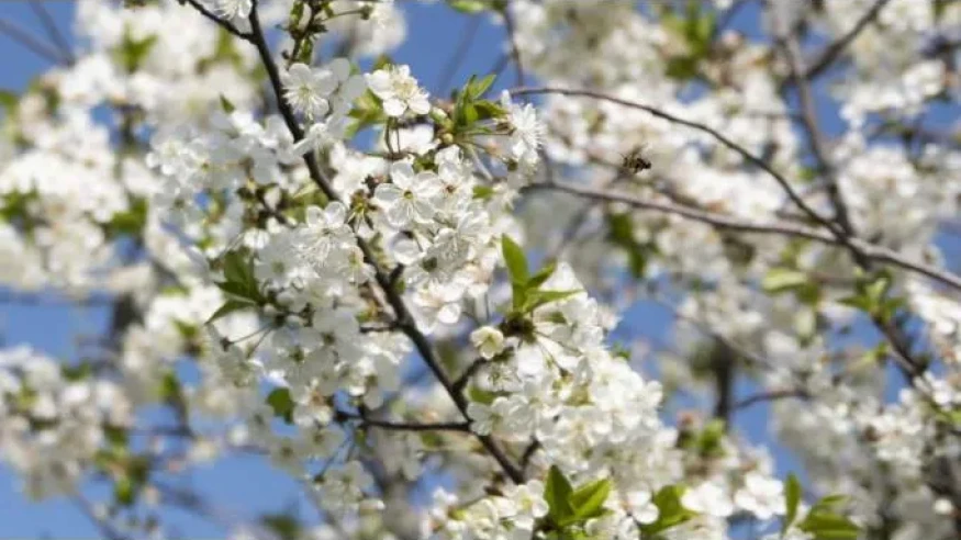 İlk cemre havaya ne zaman düşecek? 2026 cemre düşme tarihleri