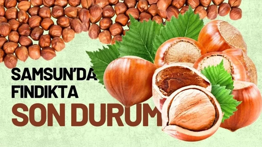 11 Şubat 2026'da Samsun Fındık Fiyatları Ne Durumda?