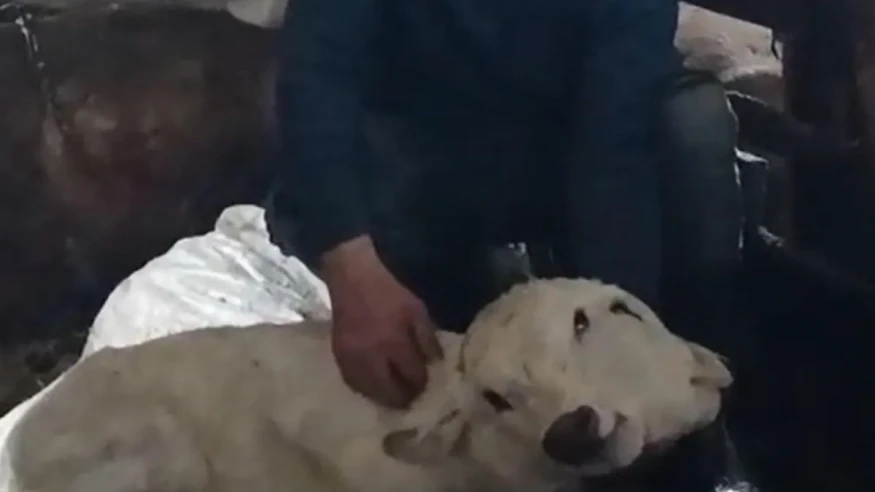 Çift başlı buzağı Erzurum'da dünyaya geldi, hayvancılıkta nadir bir olay mı?